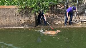 Zweimal gerettet: Hirsch fällt in Tennessee gleich wieder ins Wasser