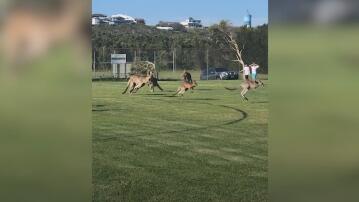 Fussball, Australien, Känguru,