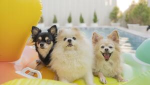 Drei Hunde auf einer Luftmatratze.