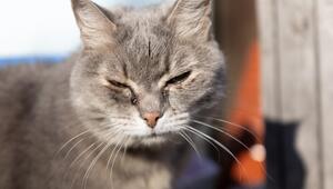 Katze mit krümeligen Augen