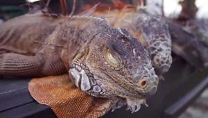 Florida: Kältestarre lässt Leguane von Bäumen fallen