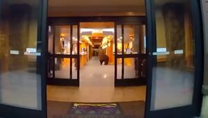 Bär plündert Hotellobby: Polizei vertreibt tierischen „M&M's“-Dieb