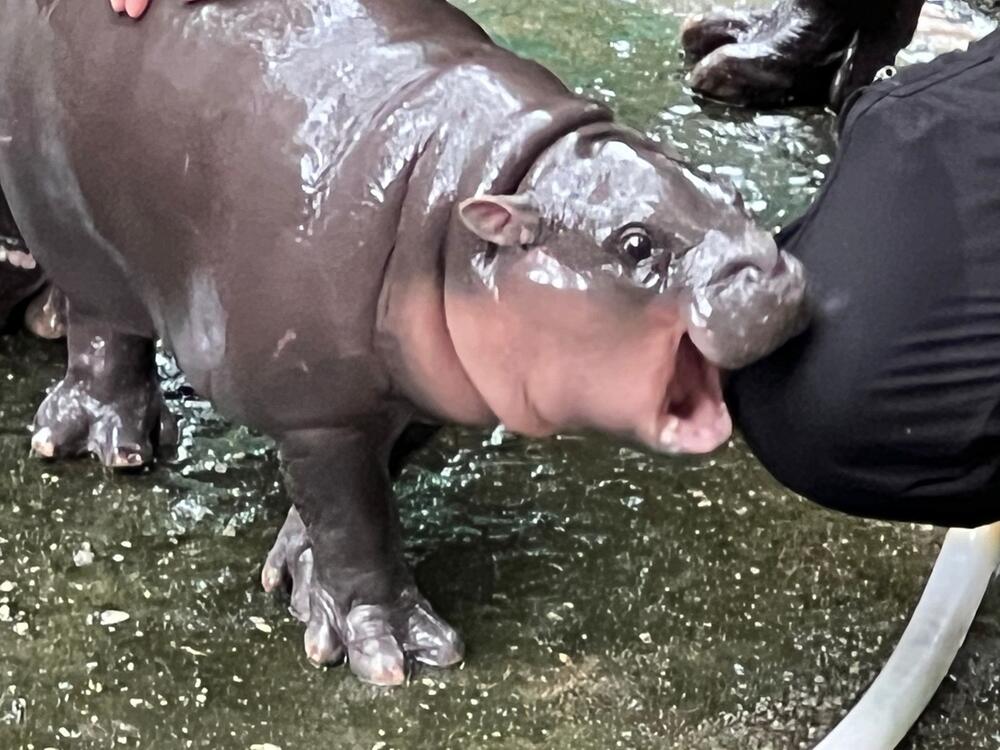 Zwergflusspferd Moo Deng in Thailand