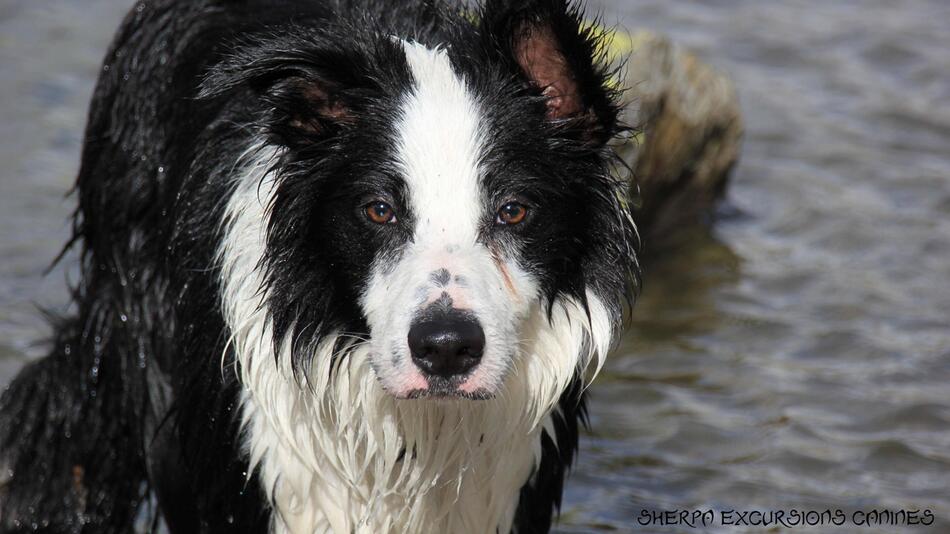 Hund