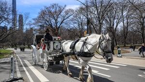 Pferdekutschen im Central Park droht das Aus