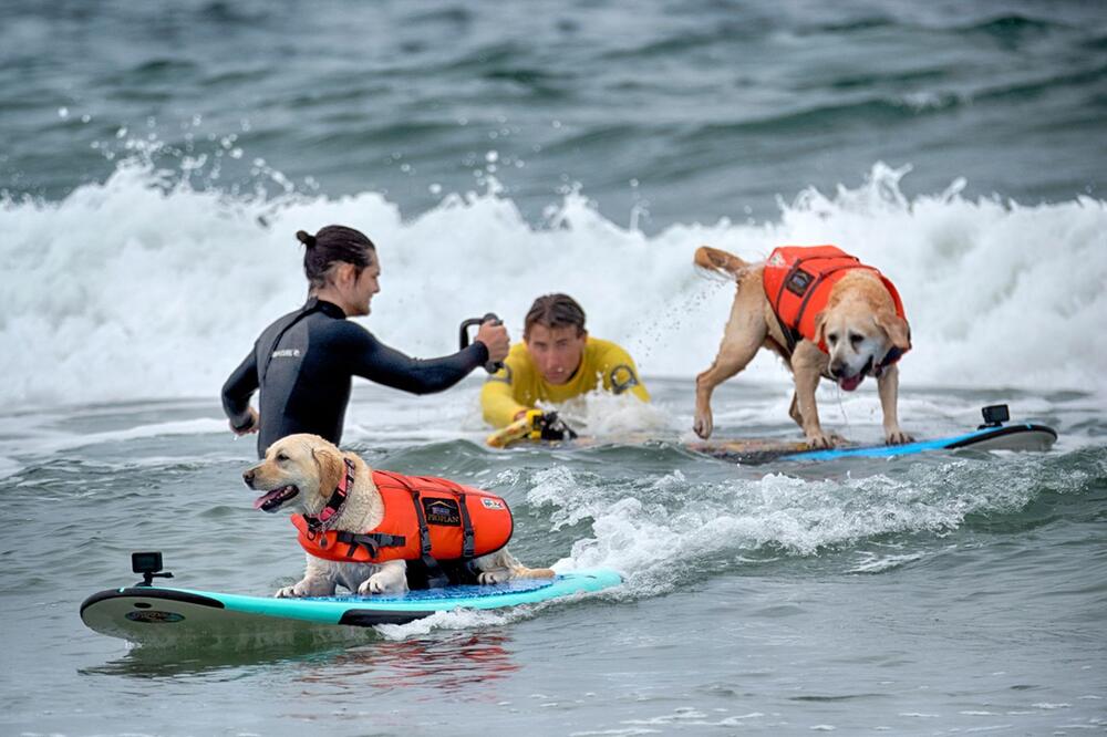 "Incredible Dog Challenge“ - Surfmeisterschaft für Hunde