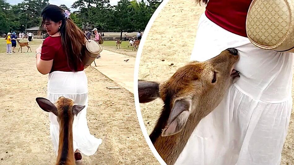 Hinterhältig: Hungriger Sikahirsch beisst Touristin in japanischem Park