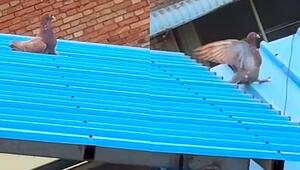 Vogel hat Spass: Taube rutscht immer wieder Dach hinunter