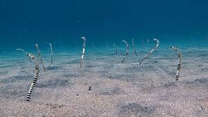Faszinierender Anblick: Röhrenaale lugen aus dem Meeresboden