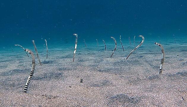 Faszinierender Anblick: Röhrenaale lugen aus dem Meeresboden