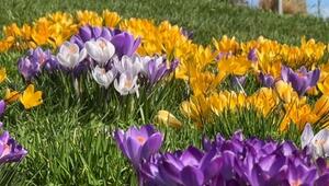 So versüssen wir Bienen und Co. den Start in den Frühling