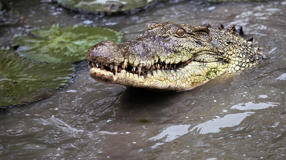 Krokodil