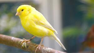 Ein Kanarienvogel sitzt in einem Käfig