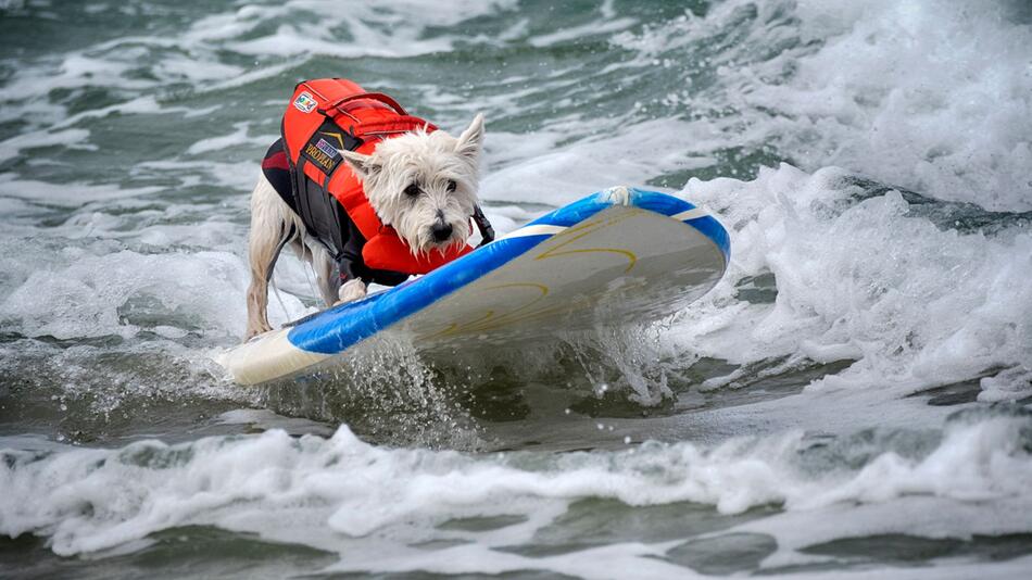 Hund auf einem Surfbrett bei der "Incredible Dog Challenge"