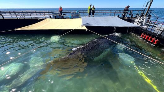 Weitere Entwicklung zum Buckelwal in der Ostsee