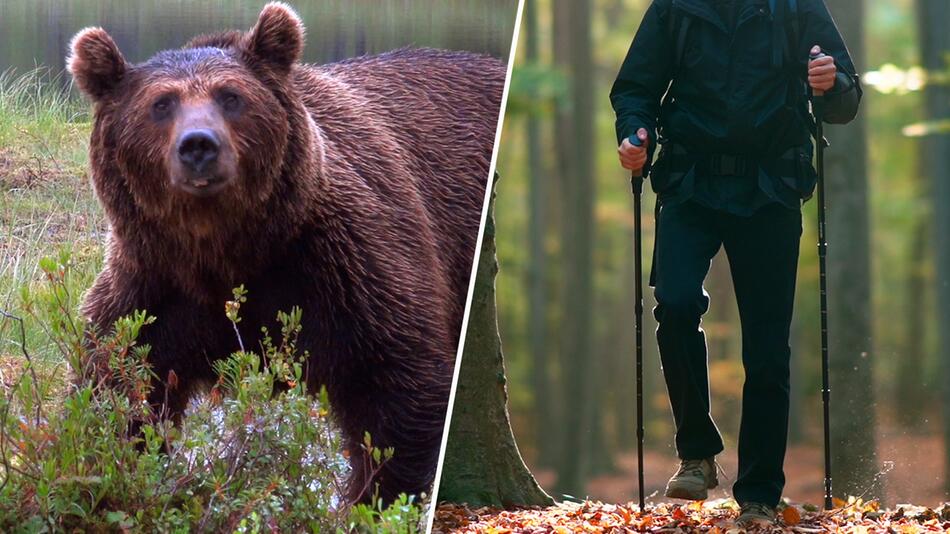 TikTok-Trend zeigt: Darum würden Frauen lieber einem Bären als einem Mann im Wald begegnen