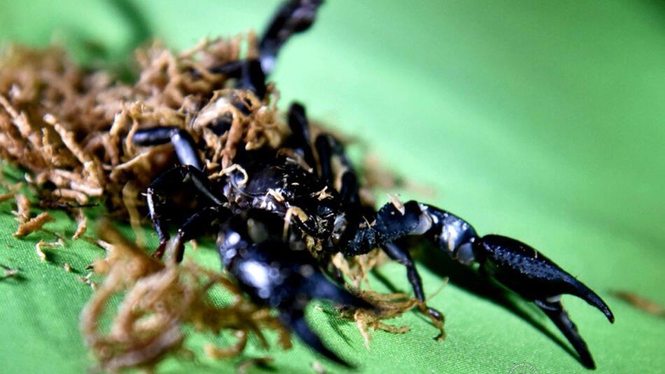 20 Spinnen auf Philippinen konfisziert