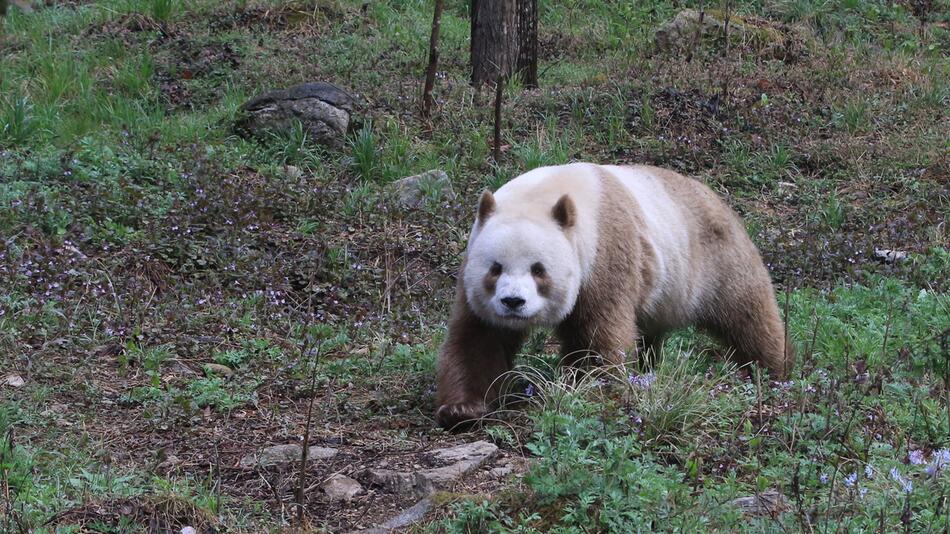 Grosser Panda mit extrem seltener Braun-Färbung