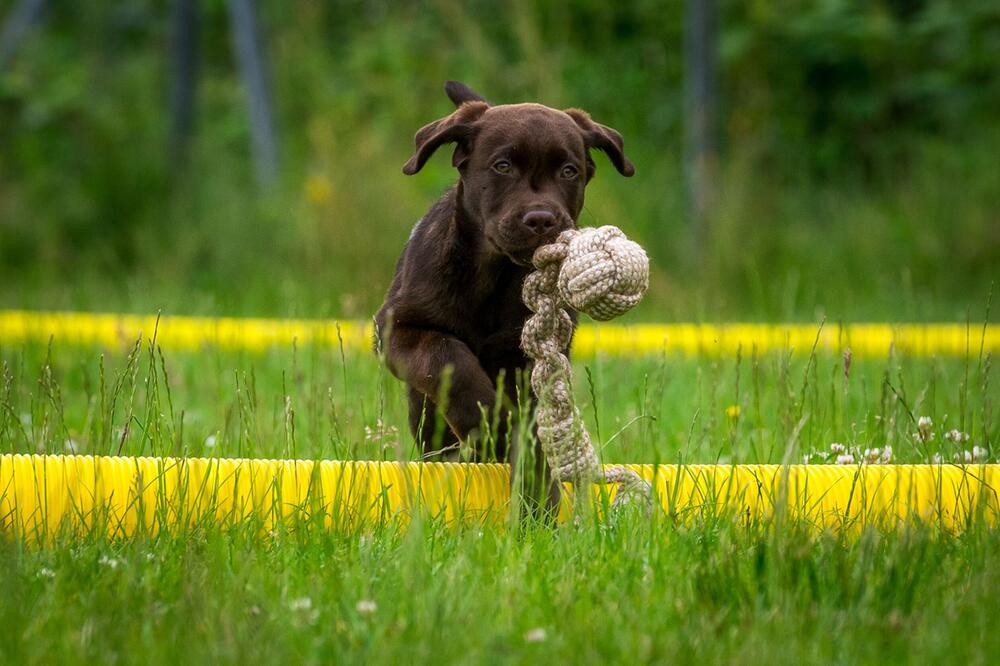 Ein Labrador-Welpe in der Hundeschule