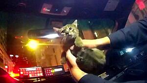 Nach Rettung unter Imbisswagen: New Yorker Polizist adoptiert Kätzchen