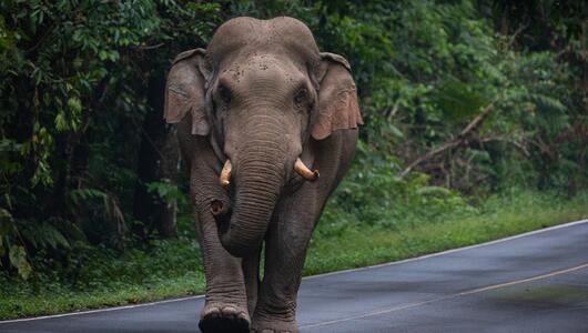 Elefant, Dhurbe, Wildtier, Nepal, Lebensraum, Artenschutz