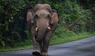 Elefant, Dhurbe, Wildtier, Nepal, Lebensraum, Artenschutz