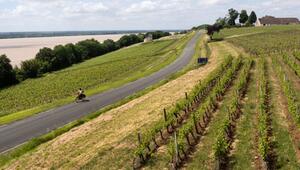 Radfahrer zwischen den Weinbergen um Bayon-sur-Gironde