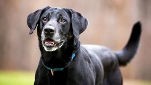 Ein schwarzer Labrador.