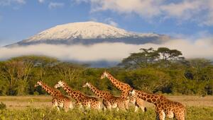 Kilimandscharo, Giraffen