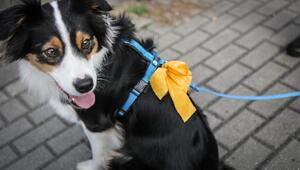 Hund mit gelber Schleife an der Leine