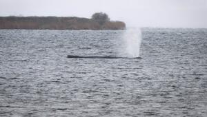 Buckelwal liegt weiter in Wismarer Bucht