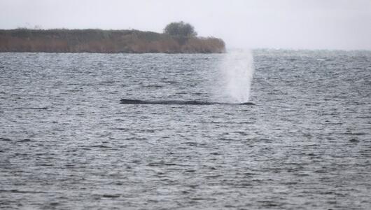 Buckelwal liegt weiter in Wismarer Bucht