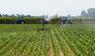 Landwirtschaft in Italien