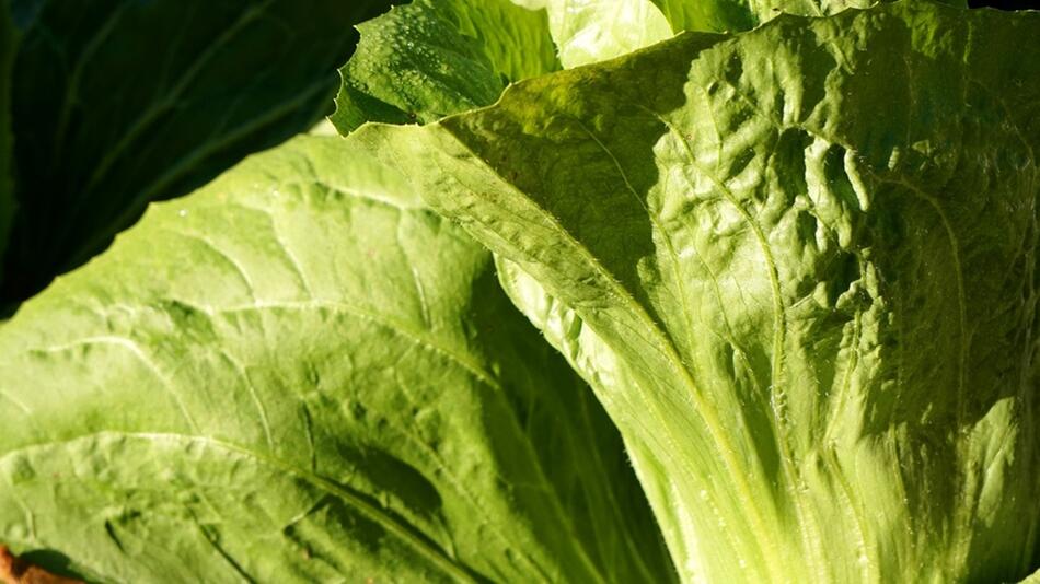 Zuckerhut Salat
