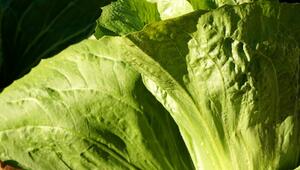Zuckerhut Salat