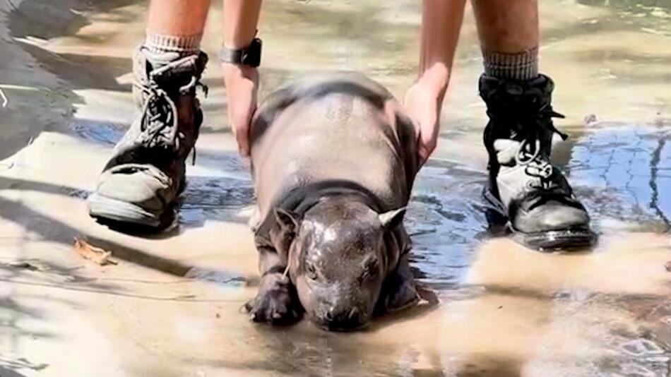 Hippo-Baby trickst Pflegerin aus