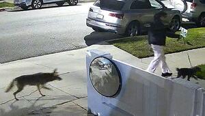 Nächtlicher Hinterhalt: Kojote verfolgt Frau und Hund