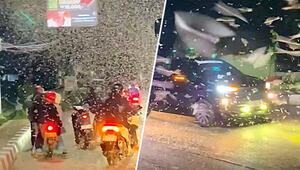 Kein Schneetreiben: Riesiger Termitenschwarm erobert nächtliche Strasse