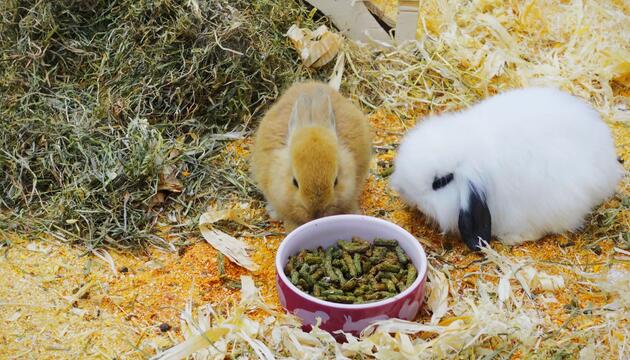 So erkennen Sie Übergewicht bei Ihrem Kaninchen