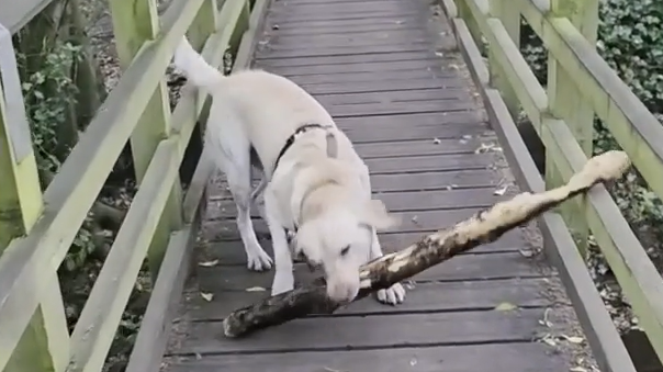 Cleverer Trick: Labrador bleibt mit Riesenstock hängen – und dreht den Spiess um