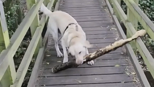Cleverer Trick: Labrador bleibt mit Riesenstock hängen – und dreht den Spiess um