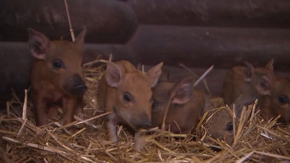 Nachwuchs bei den Wollschweinen: Elf tapsige Ferkel im Tierpark Eilenburg