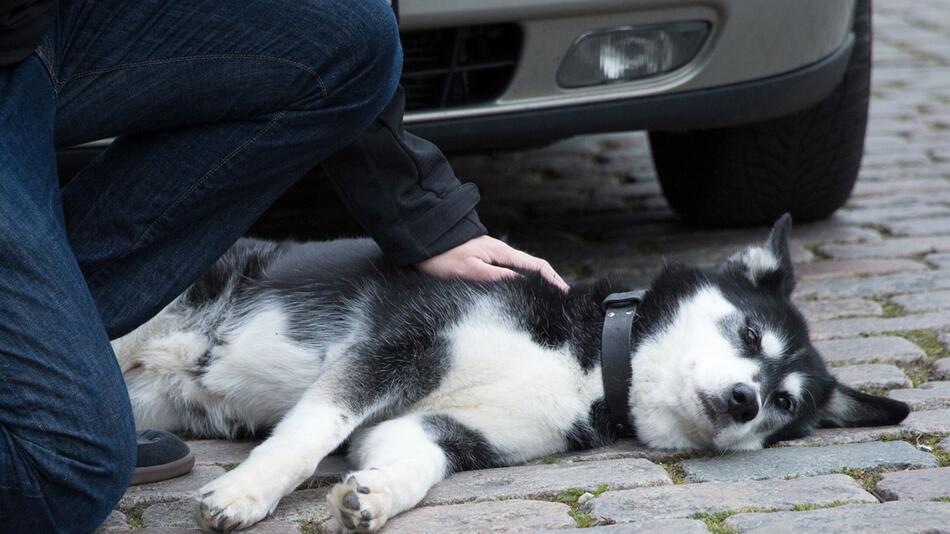 Mann beugt sich über seinen Hund, der vor einem Auto liegt