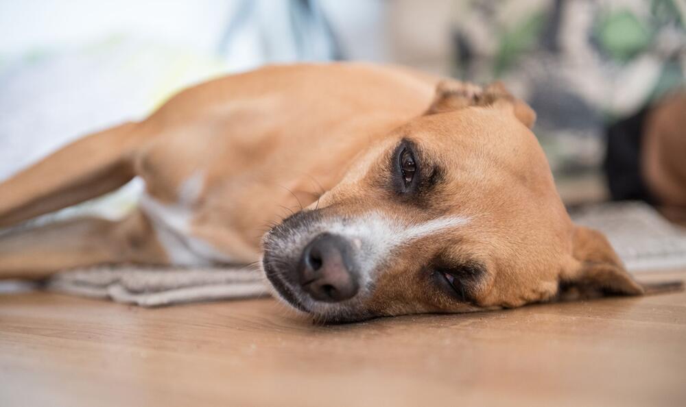 Kranker Hund