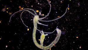 Hydra - Süsswasserpolyp
