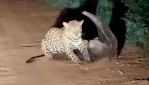 Unerwartete Gegenwehr: Jaguar attackiert Ameisenbär – und erlebt Debakel