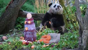 Flauschige Party im Berliner Zoo: Panda-Zwillinge feiern 2. Geburtstag