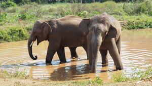 Asiatische Elefanten in Thailand