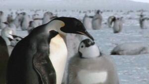 Dramatische Eisschmelze in der Antarktis: Kaiserpinguine sterben zunehmend an Unterkühlung