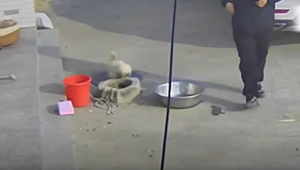 Vor lauter Freude: Aufgeregter Hund stürzt bei Begrüssung in Brunnen